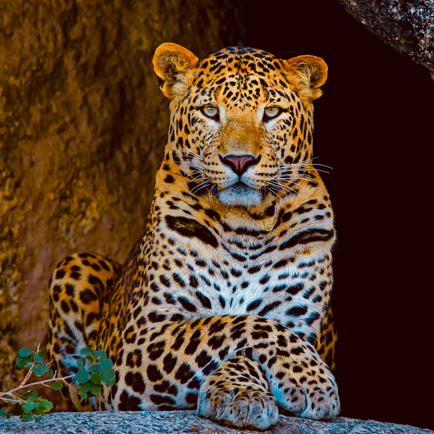 The African Leopard: Beauty, Mystery, and the Power Behind the Print